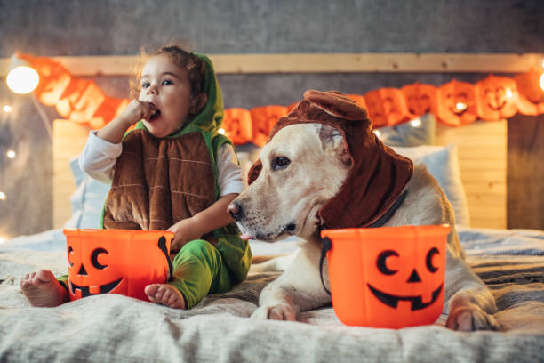 Halloween Horrors - What To Do if Your Dog Eats Chocolate