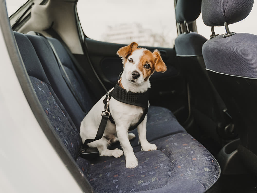 Travel Tips for Your Furry Friend: Making Adventures with Your Dog Memorable and Safe
