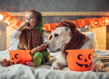 Halloween Horrors - What To Do if Your Dog Eats Chocolate